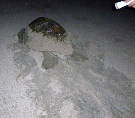 Pacific Black Sea Turtle going back to the water - distinctive turtle tracks- Tamarindo
