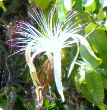 Feathery flower - Antigua