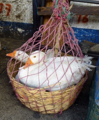 Geese for sale in el mercado in San Pedro La Laguna