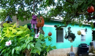 Tree of dead dolls - Big Corn Island,Nicaragua