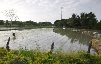 Rice paddies near Manta
