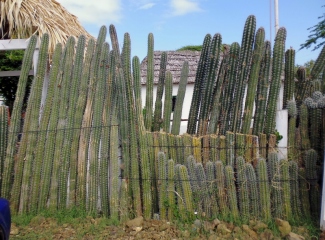 cactus fence at Kunuku Museum