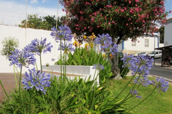 flowers, Albufeira, Portugal