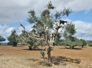 goats in argan trees - On the road to Essaouira, Morocco.
