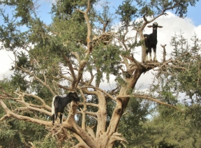 goats in Argan trees - On the road to Essaouira, Morocco.