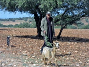 A shepherd and goat in the Argan tree field - On the road to Essaouira